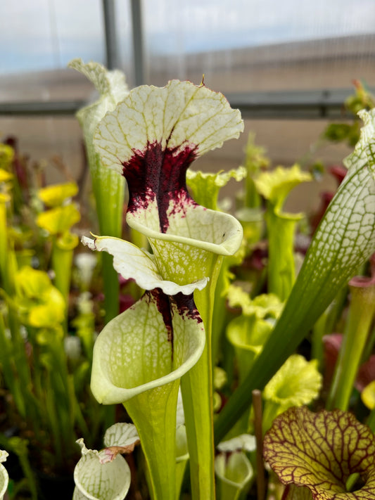 Sarracenia x A Porais (Shipped Bare-Root)