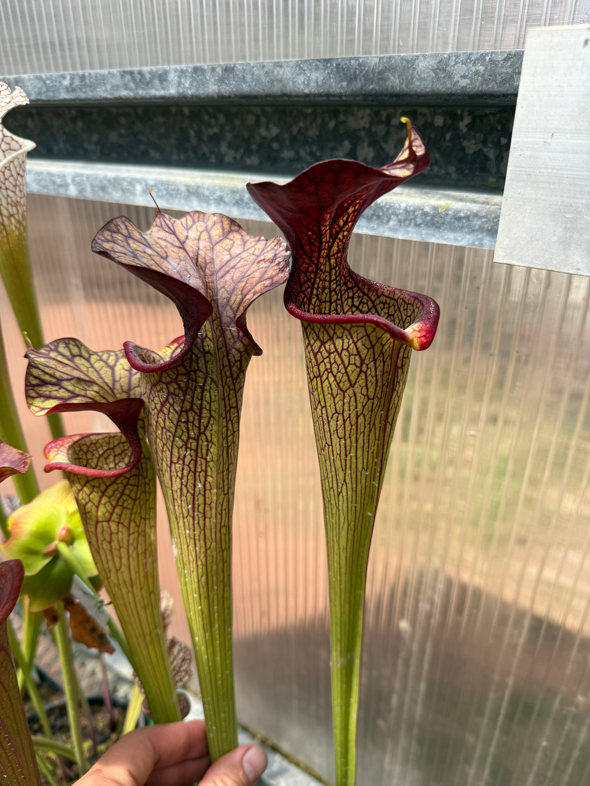 Sarracenia x Aimee Ruth
