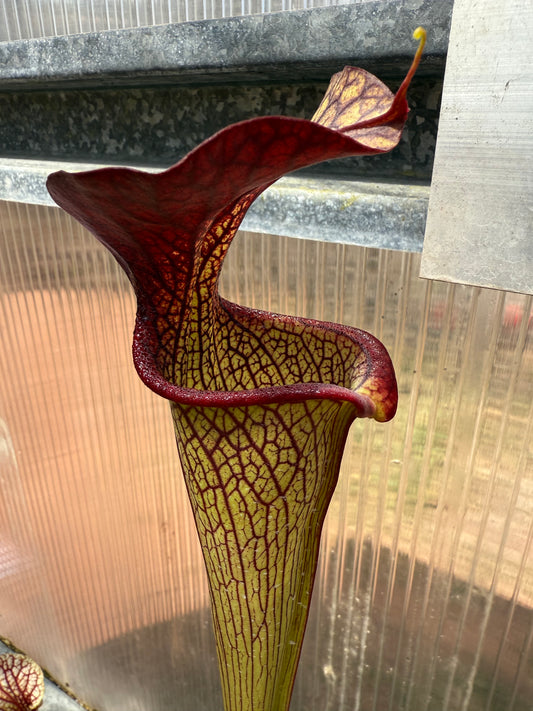 Sarracenia x Aimee Ruth