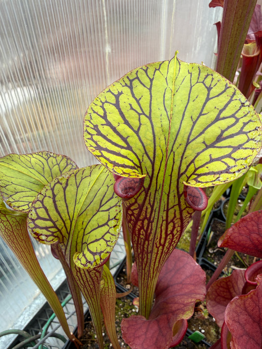 Sarracenia x alata Black x flava Ornata