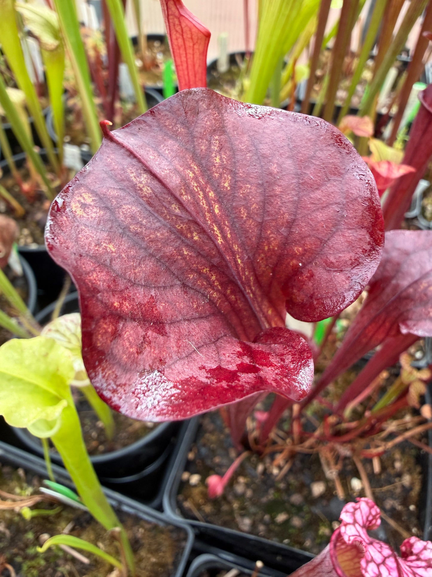 Sarracenia x (alata Black x flava Red Tube) x Ares