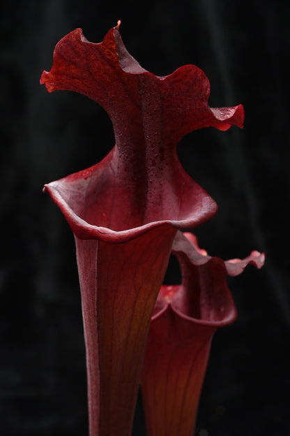 Sarracenia x Alucard Prince of Darkness (Shipped Bare-Root)