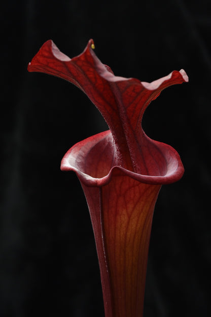 Sarracenia x Alucard Prince of Darkness (Shipped Bare-Root)