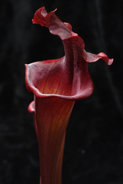 Sarracenia x Alucard Prince of Darkness (Shipped Bare-Root)