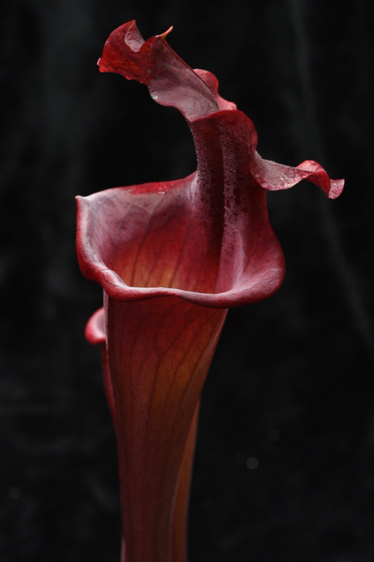 Sarracenia x Alucard Prince of Darkness (Shipped Bare-Root)