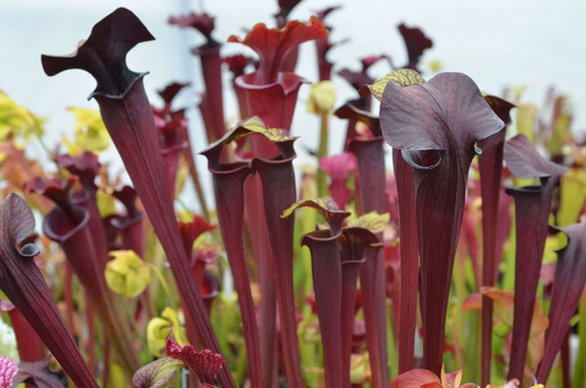 Sarracenia x areolata Hans Luhrs very colourful White Flowers