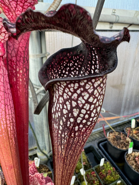 Sarracenia x Areolata Super Color (Shipped Bare-Root)