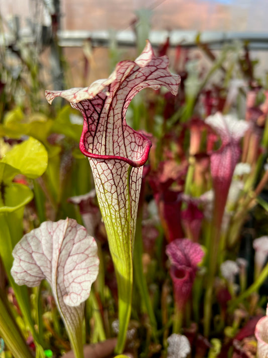 Sarracenia x areolata Trinita (Shipped Bare-Root)