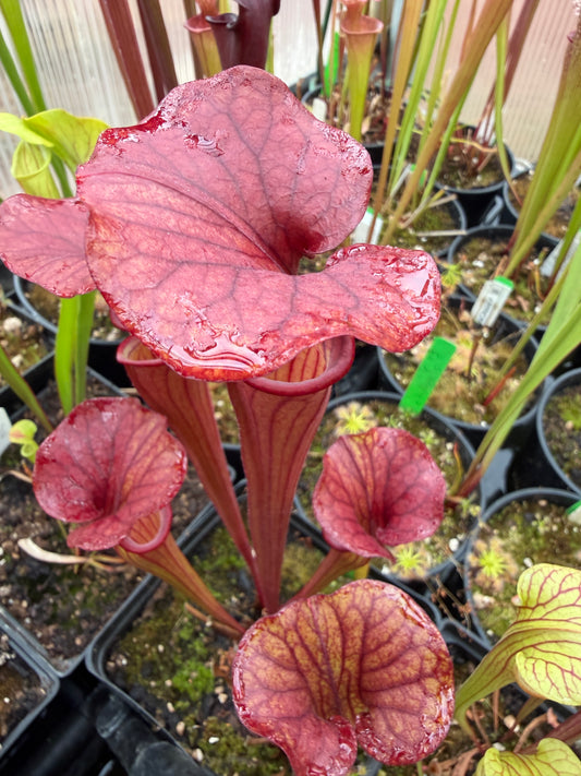 Sarracenia x Ares