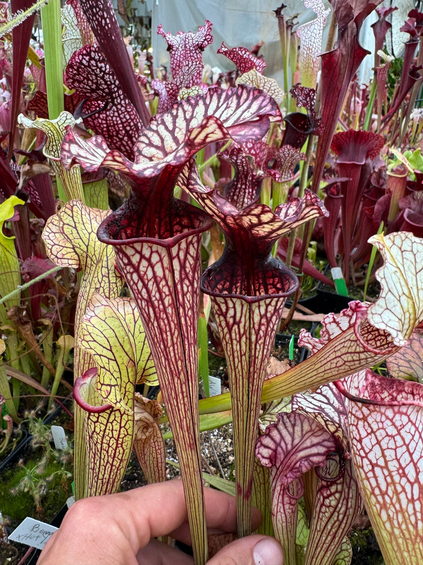 Sarracenia x Arthur Wheeler (Shipped Bare-Root)