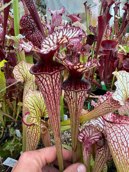 Sarracenia x Arthur Wheeler (Shipped Bare-Root)
