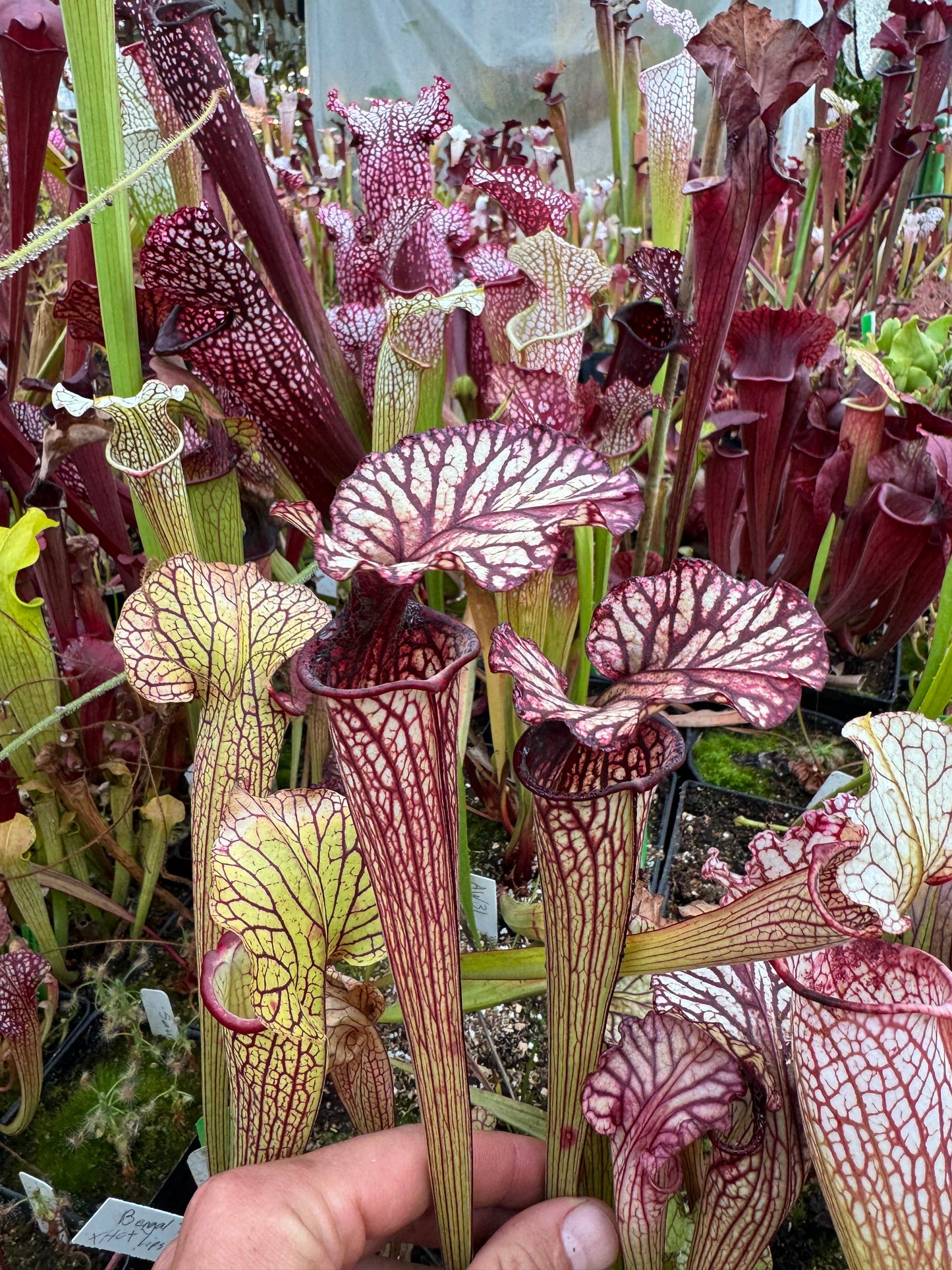 Sarracenia x Arthur Wheeler (Shipped Bare-Root)