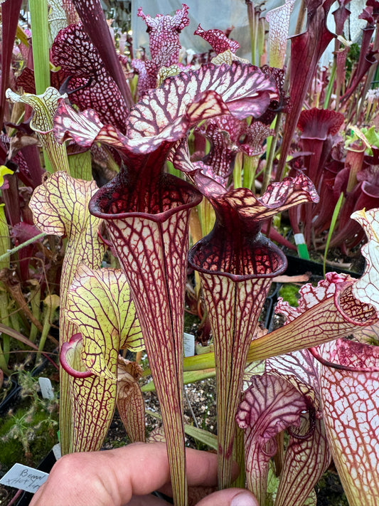 Sarracenia x Arthur Wheeler (Shipped Bare-Root)