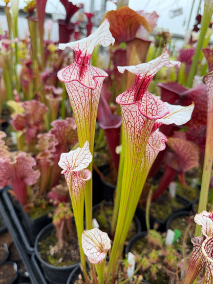 Sarracenia x Atlas 5 (Shipped Bare-Root)