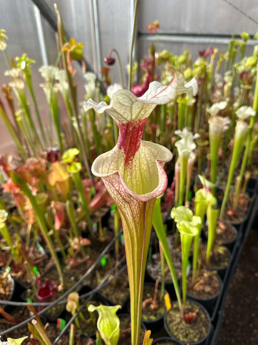 Sarracenia x Atlas 5 (Shipped Bare-Root)