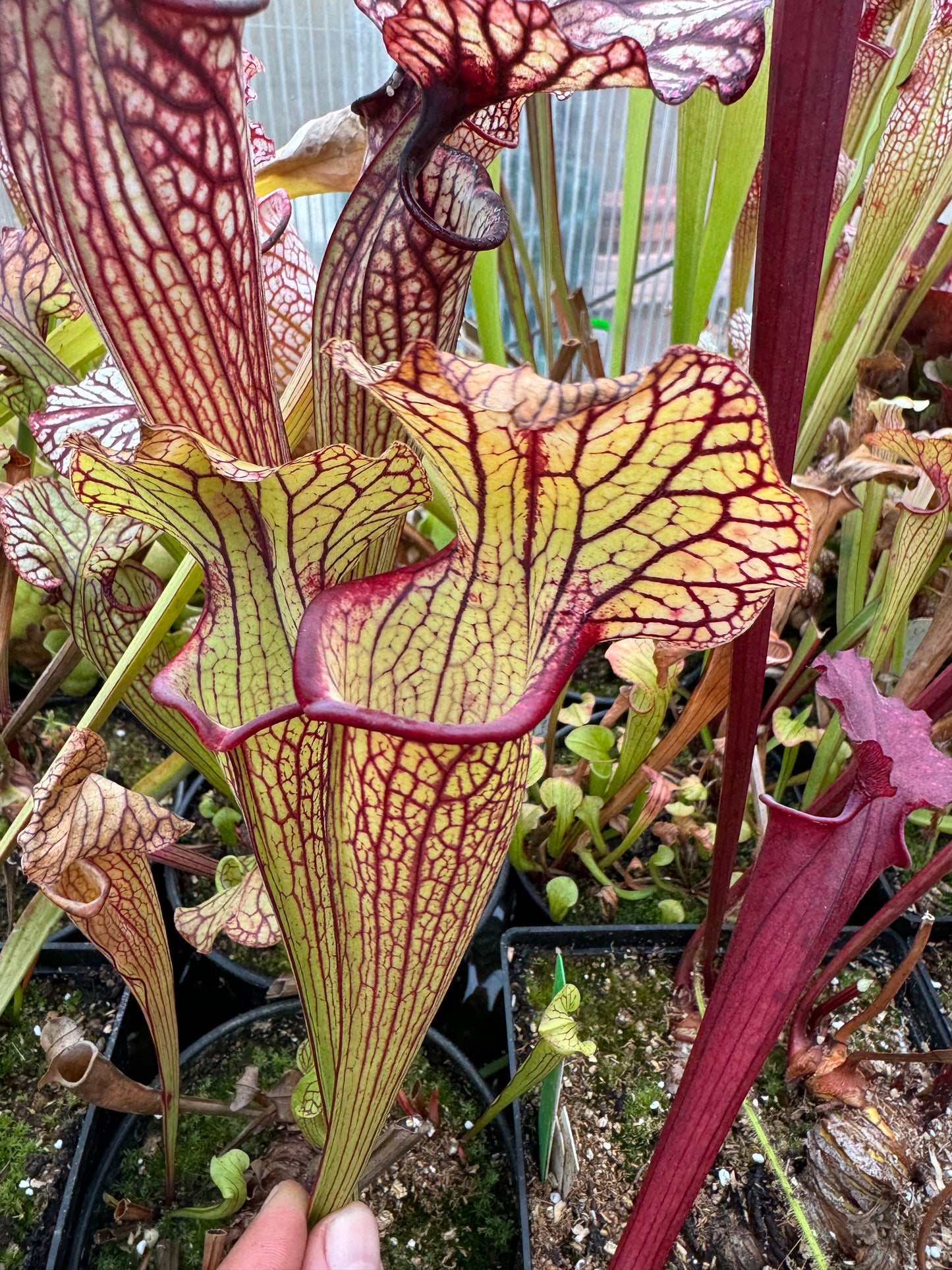 Sarracenia x Bengal Tiger x Hot Lips #1 - Small (Shipped Bare-Root)