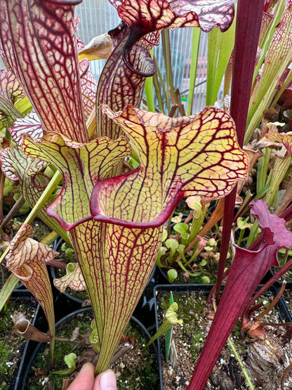 Sarracenia x Bengal Tiger x Hot Lips #1 - Small (Shipped Bare-Root)