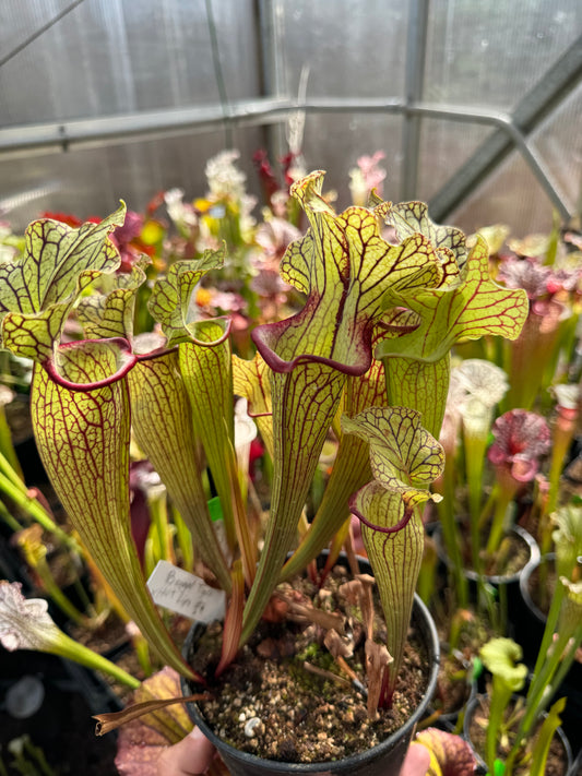 Sarracenia x Bengal Tiger x Hot Lips #1 - Small (Shipped Bare-Root)