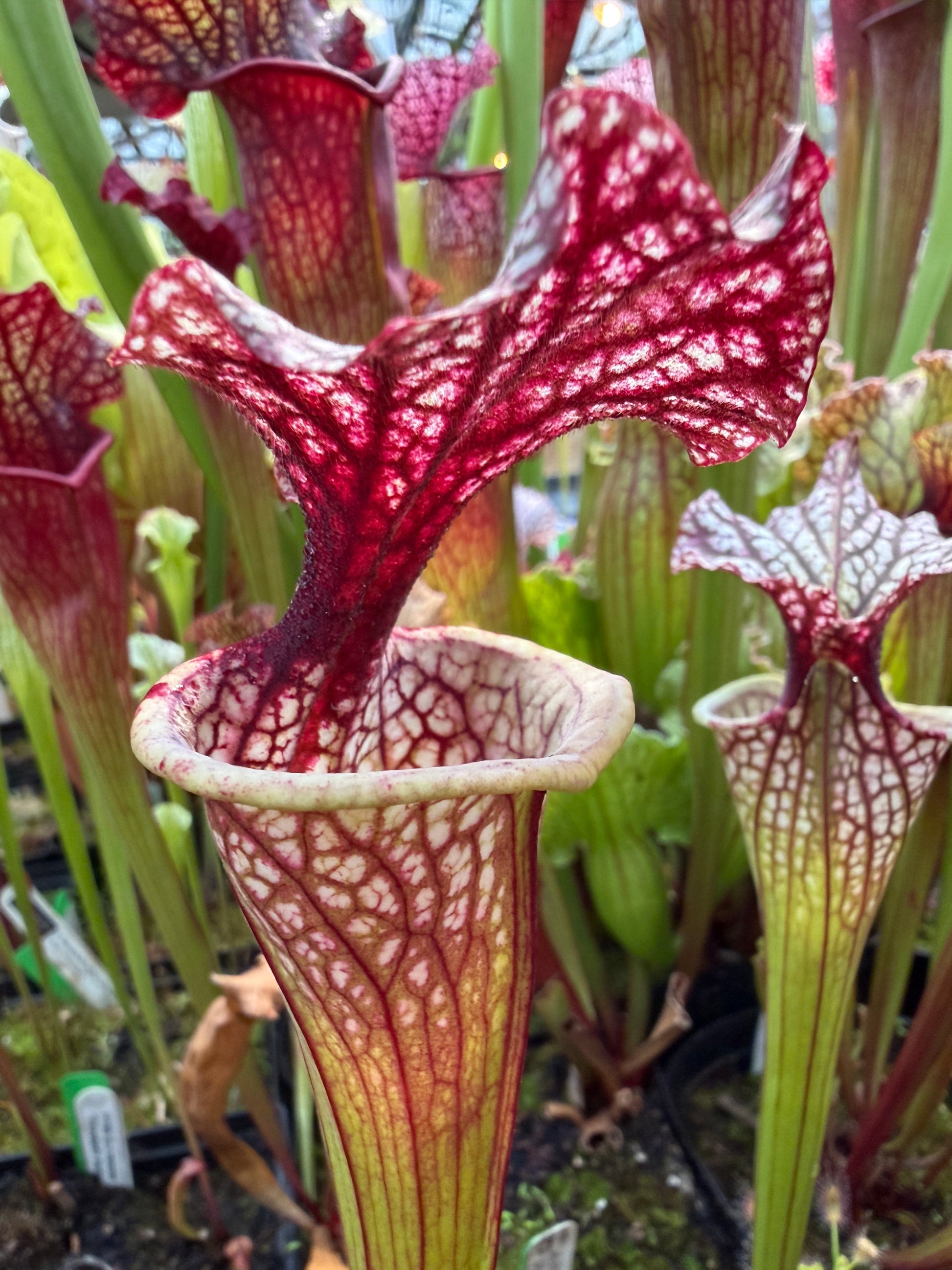 Sarracenia x Berry Pastry x Hot Lips