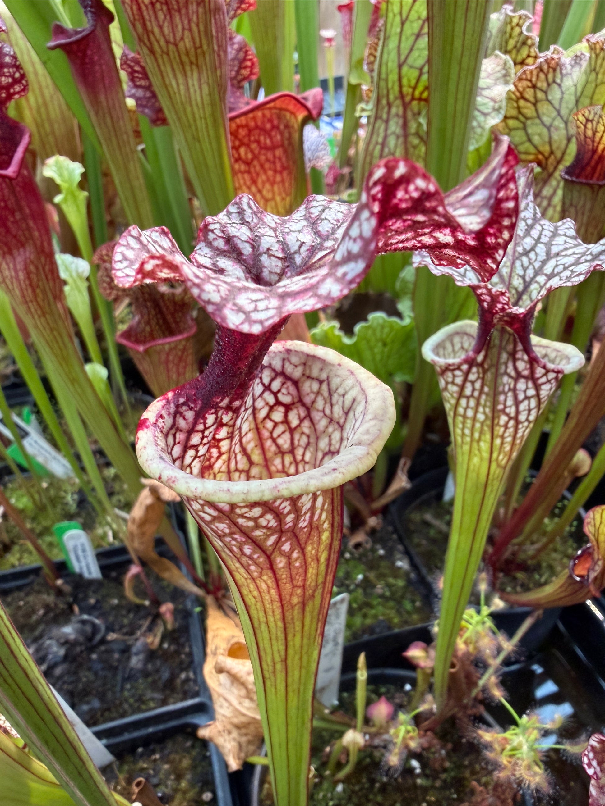 Sarracenia x Berry Pastry x Hot Lips