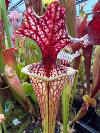 Sarracenia x Berry Pastry x Hot Lips