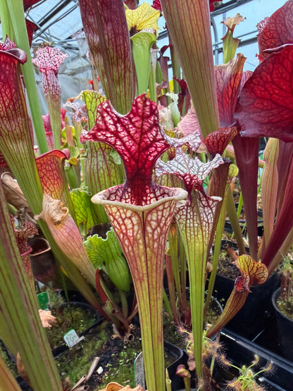 Sarracenia x Berry Pastry x Hot Lips