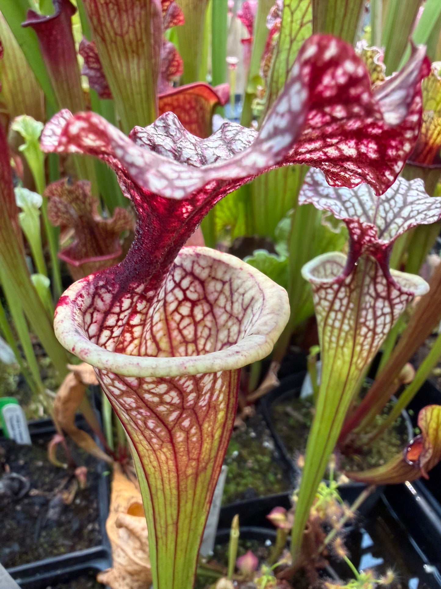 Sarracenia x Berry Pastry x Hot Lips