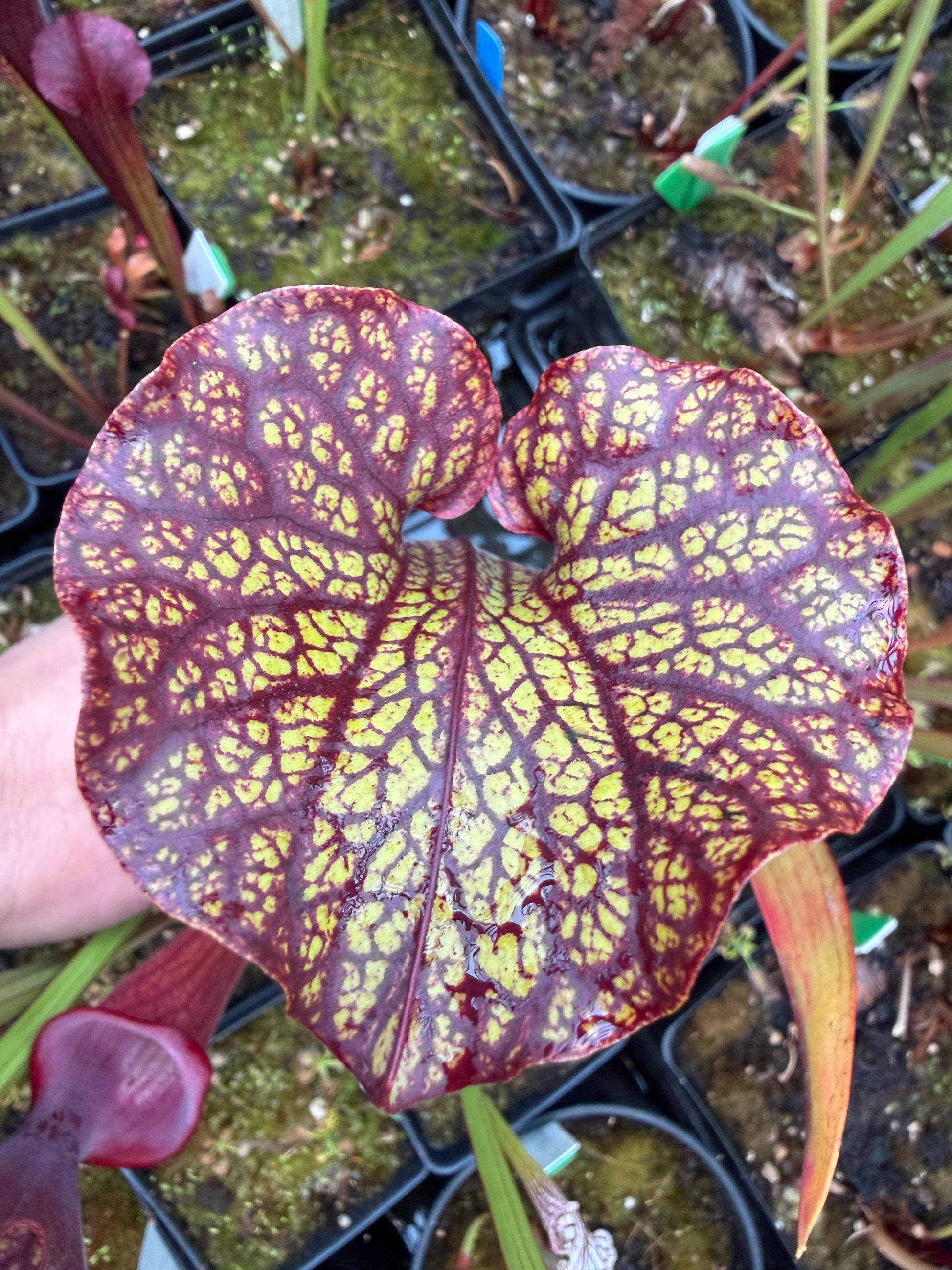 Sarracenia x Berry Pastry x King Cobra #1