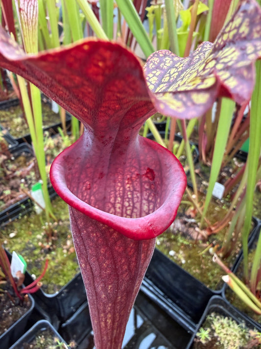 Sarracenia x Berry Pastry x King Cobra #1