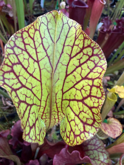 Sarracenia x Berry Pastry x King Cobra #2 (Shipped Bare-Root)