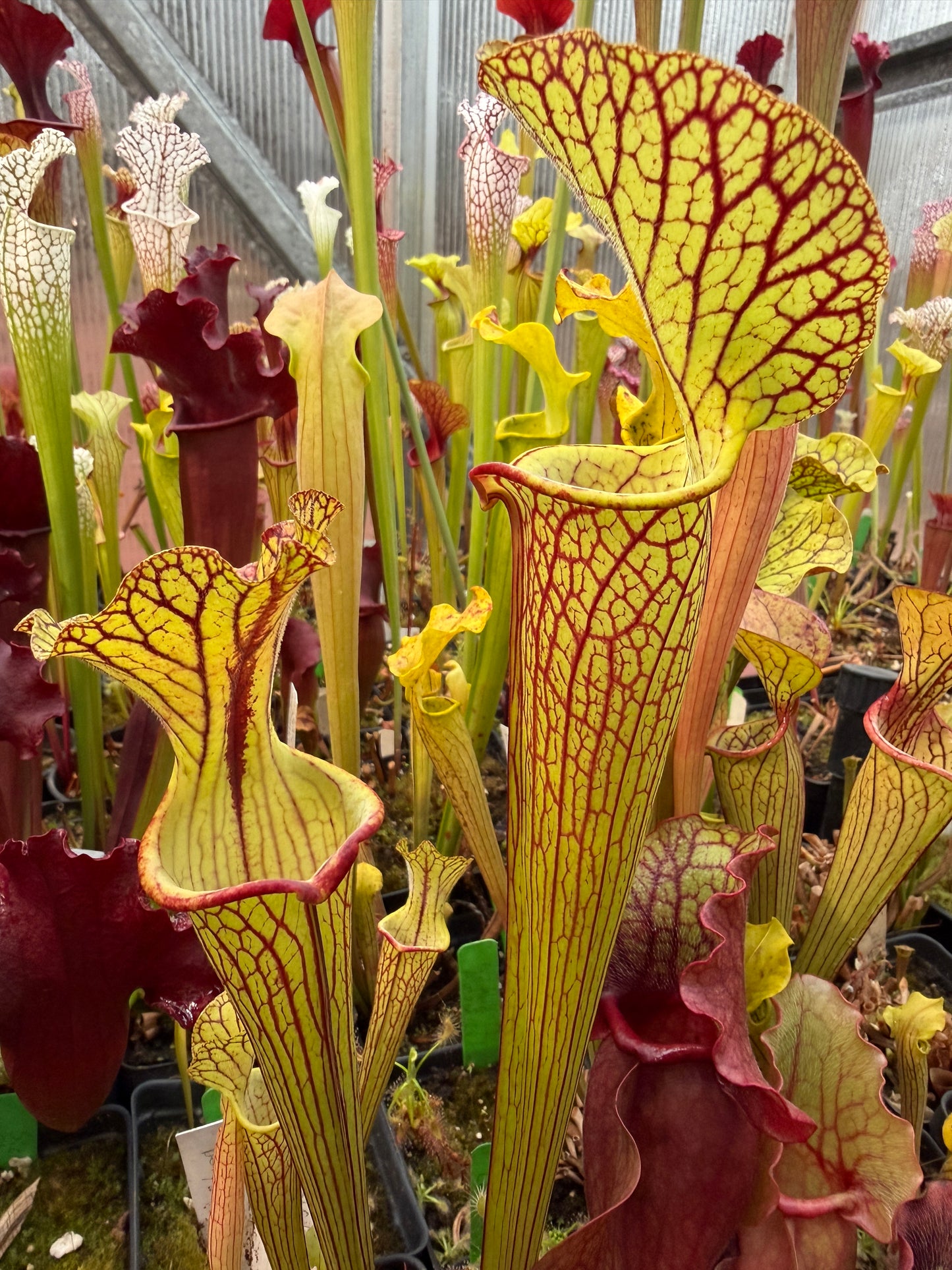 Sarracenia x Berry Pastry x King Cobra #2 (Shipped Bare-Root)