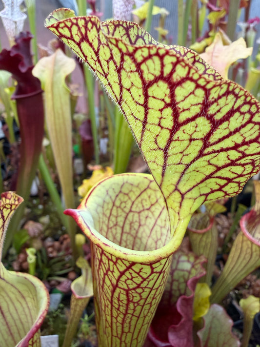Sarracenia x Berry Pastry x King Cobra #2 (Shipped Bare-Root)