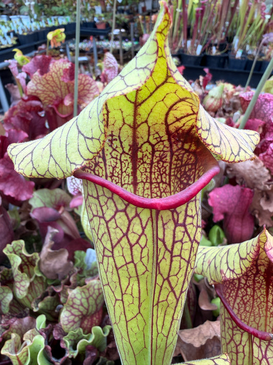 Sarracenia x Big Gulp (Shipped Bare-Root)