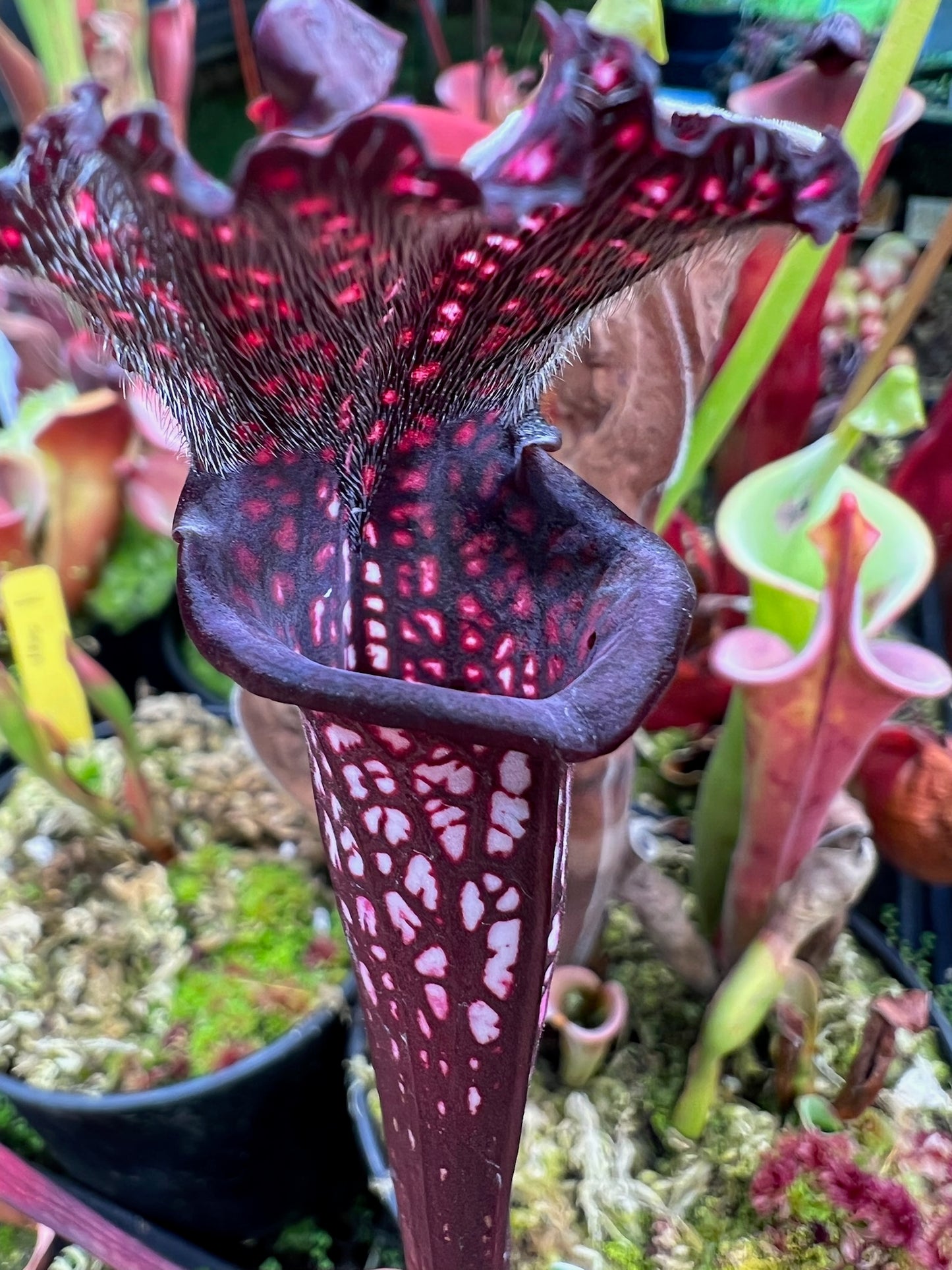 Sarracenia x Black Sheen - Small (Shipped Bare-Root)
