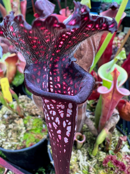 Sarracenia x Black Sheen - Small (Shipped Bare-Root)