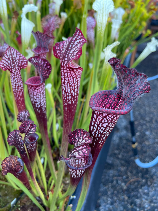 Sarracenia x Black Sheen - Small (Shipped Bare-Root)