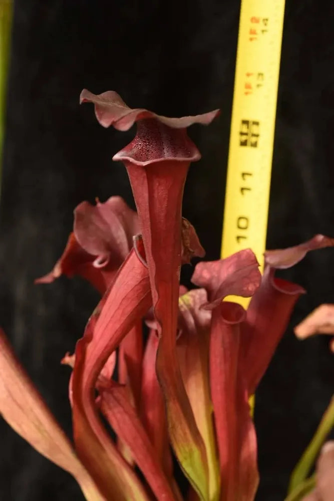 Sarracenia x Black Widow x Ares