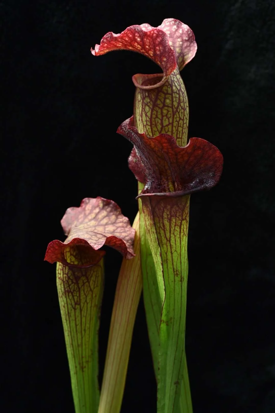 Sarracenia x Blackened Redfish AKA Ritchie Bell