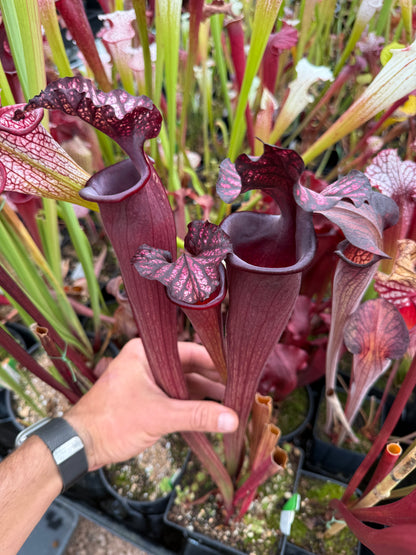 Sarracenia x Bloody Punch (Shipped Bare-Root)