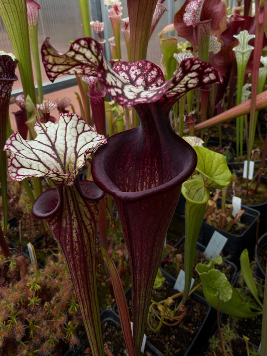 Sarracenia x Bloody Punch (Shipped Bare-Root)