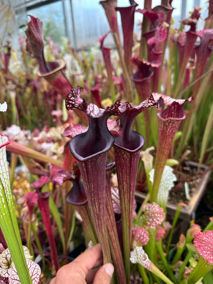 Sarracenia x Bloody Punch (Shipped Bare-Root)