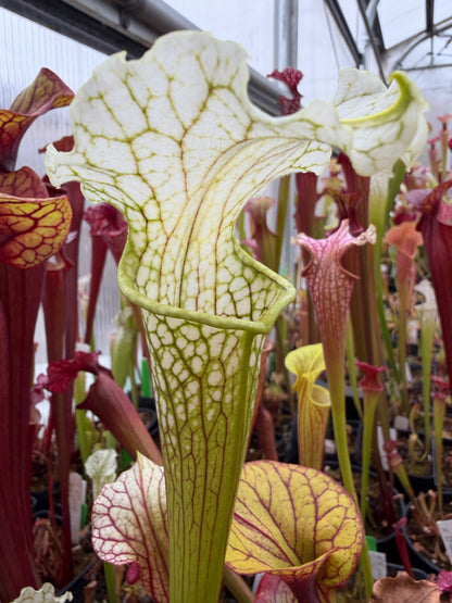 Sarracenia x Camisole (Shipped Bare-Root)