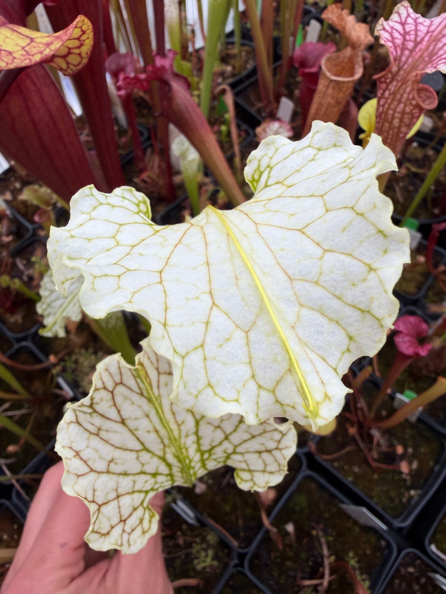 Sarracenia x Camisole (Shipped Bare-Root)