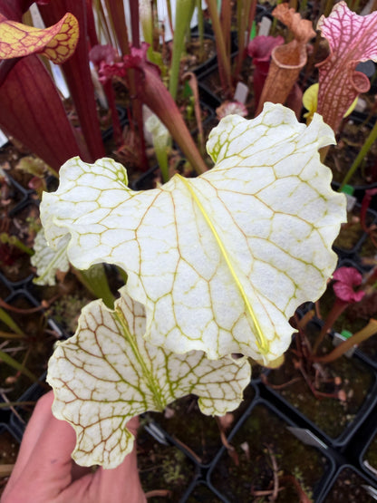 Sarracenia x Camisole (Shipped Bare-Root)