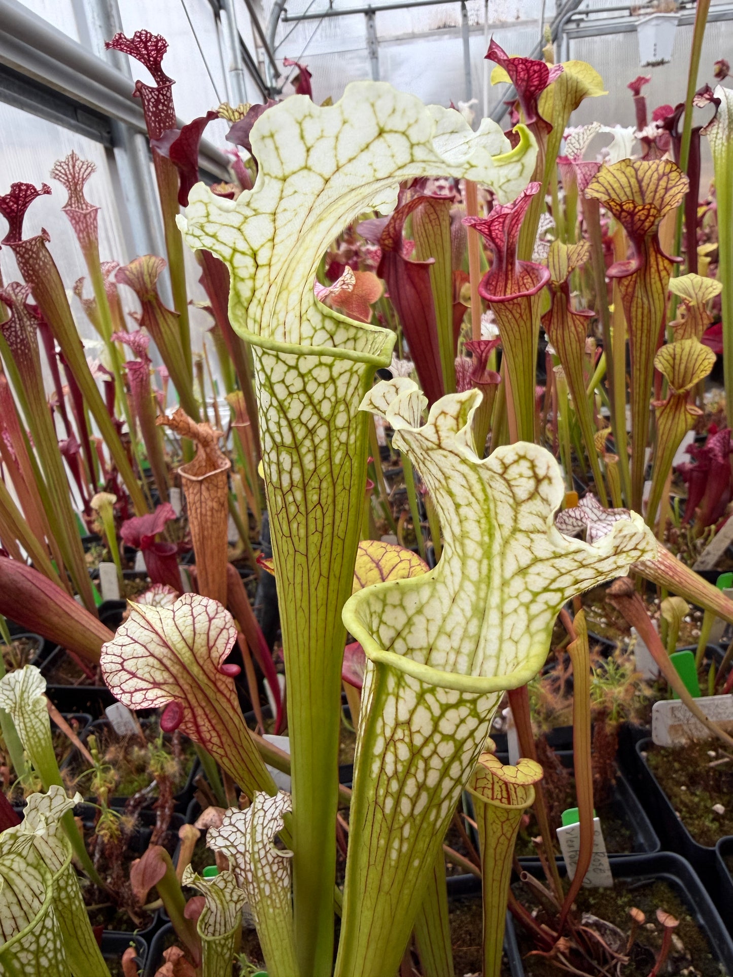 Sarracenia x Camisole (Shipped Bare-Root)