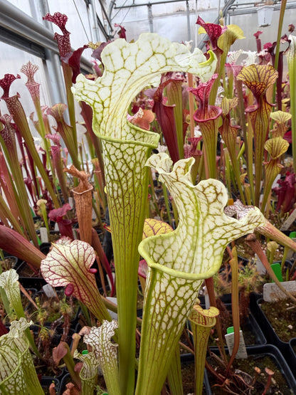 Sarracenia x Camisole (Shipped Bare-Root)