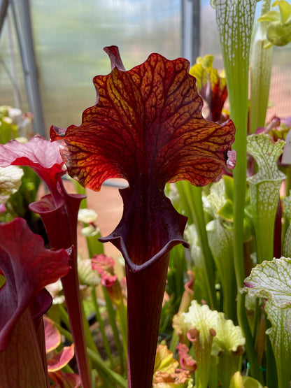 Sarracenia x Chaos (Shipped Bare-Root)