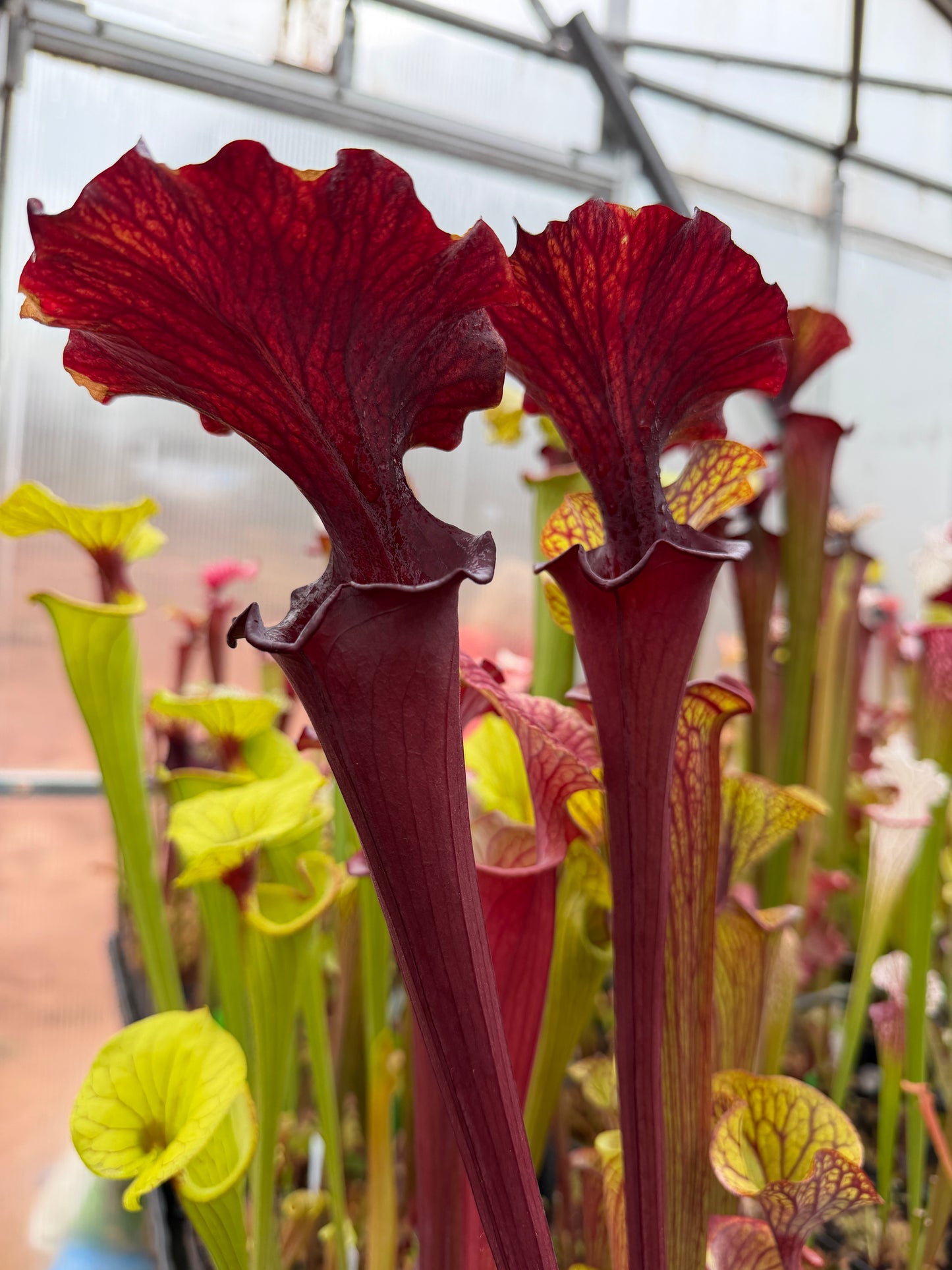 Sarracenia x Chaos (Shipped Bare-Root)