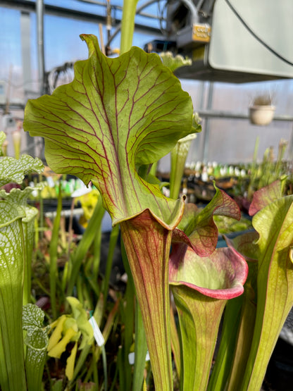 Sarracenia x Chaos (Shipped Bare-Root)
