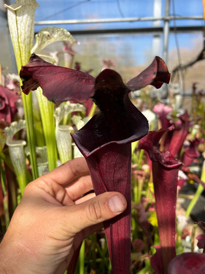 Sarracenia x Chaos (Shipped Bare-Root)